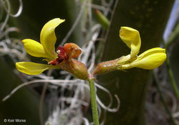 <i>Acmispon rigidus</i> resmi