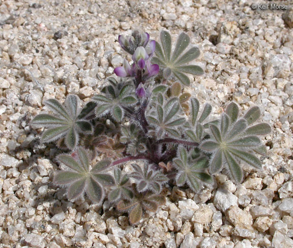 Image of bajada lupine