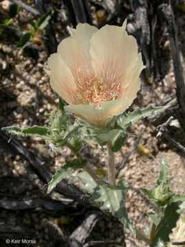 Image of whitebract blazingstar