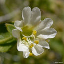 Слика од Mirabilis laevis var. retrorsa (A. Heller) Jeps.