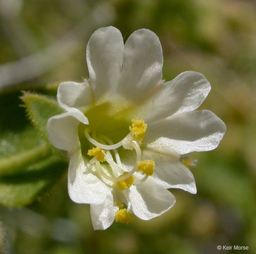 Imagem de Mirabilis laevis var. retrorsa (A. Heller) Jeps.