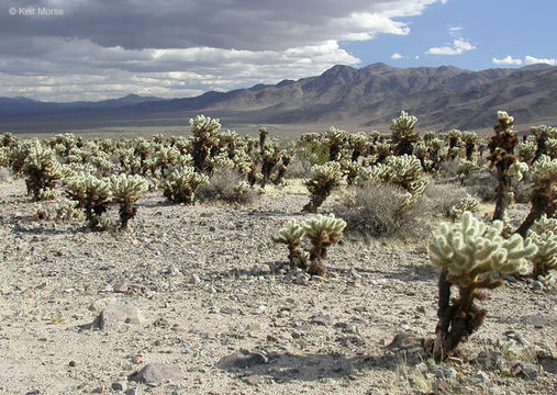 Image of teddybear cholla