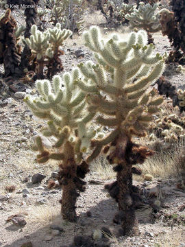 Image of teddybear cholla