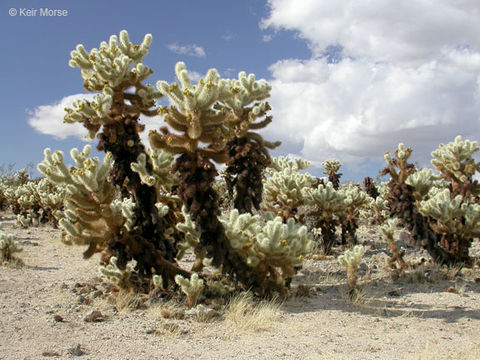 Image of teddybear cholla