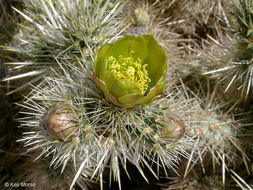 Image de Cylindropuntia echinocarpa (Engelm. & J. M. Bigelow) F. M. Knuth