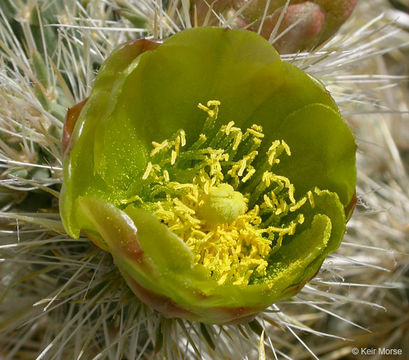 Image of Wiggins' cholla