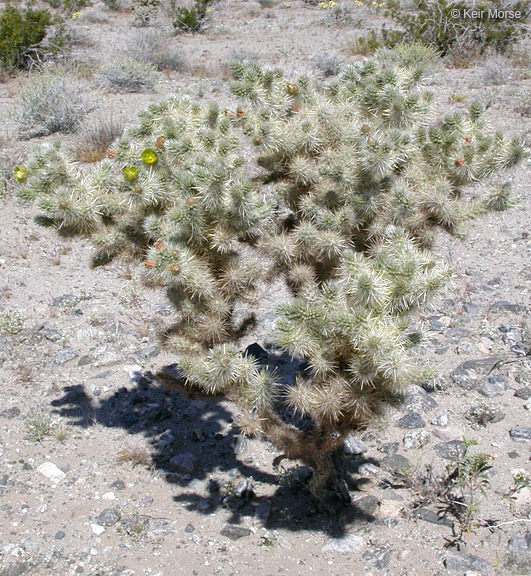 Image de Cylindropuntia echinocarpa (Engelm. & J. M. Bigelow) F. M. Knuth