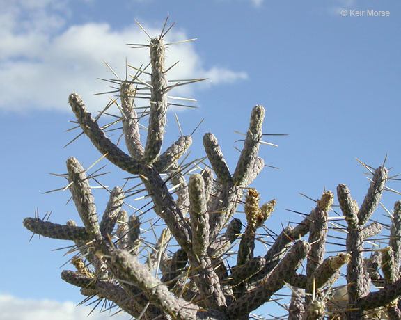 Imagem de Cylindropuntia ramosissima (Engelm.) F. M. Knuth