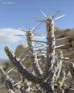 Imagem de Cylindropuntia ramosissima (Engelm.) F. M. Knuth