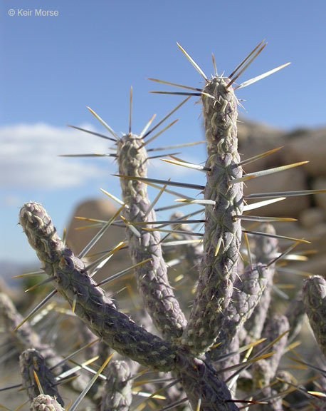 Imagem de Cylindropuntia ramosissima (Engelm.) F. M. Knuth