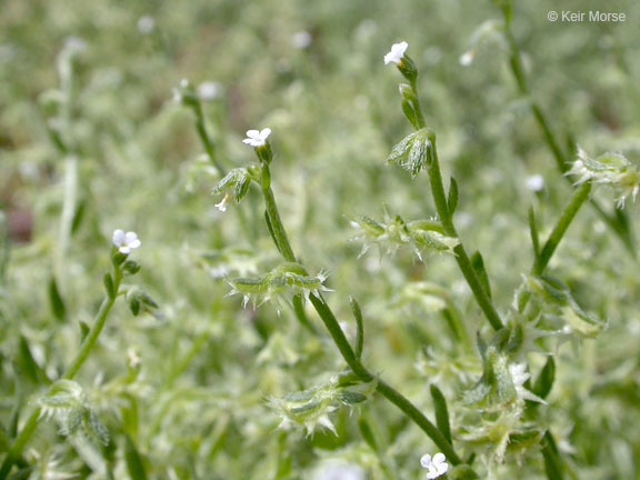 Image of broadfruit combseed