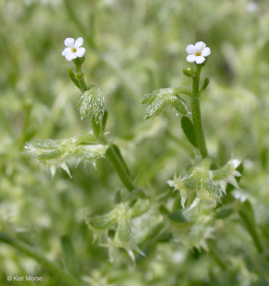 Image of broadfruit combseed