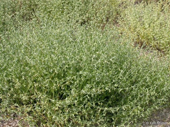 Image of broadfruit combseed