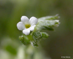 Image of broadfruit combseed