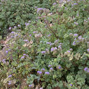 Phacelia pedicellata A. Gray resmi