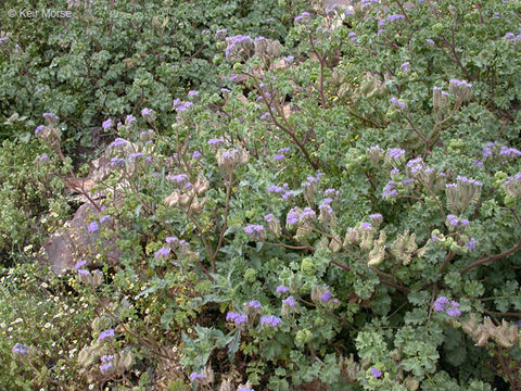 Image of pedicellate phacelia