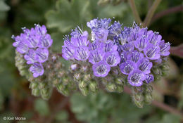 Image of pedicellate phacelia