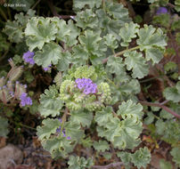 Image of pedicellate phacelia