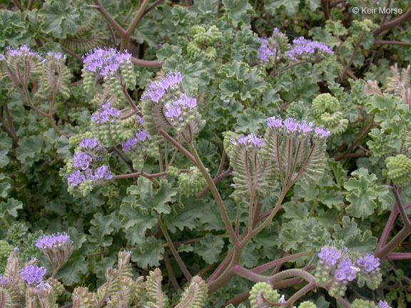 Image of pedicellate phacelia