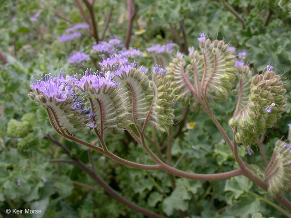 Image of pedicellate phacelia