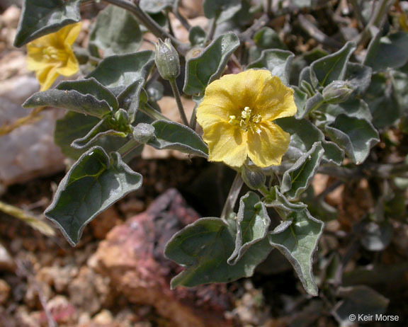 Image of yellow nightshade groundcherry