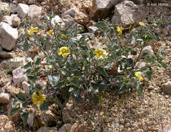 Image of yellow nightshade groundcherry