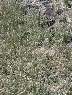 Image of Plantago ovata var. fastigiata (E. Morris) S. C. Meyers & Liston