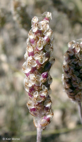 Image of Plantago ovata var. fastigiata (E. Morris) S. C. Meyers & Liston