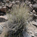Sivun Hilaria rigida (Thurb.) Benth. ex Scribn. kuva