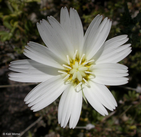 Image of New Mexico plumeseed