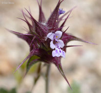 Imagem de Salvia columbariae Benth.