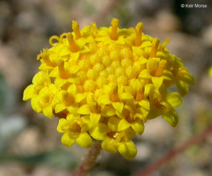 Image de Trichoptilium incisum (A. Gray) A. Gray