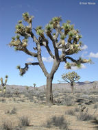 Image of Joshua tree