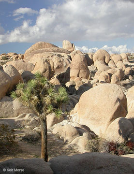 Image of Joshua tree