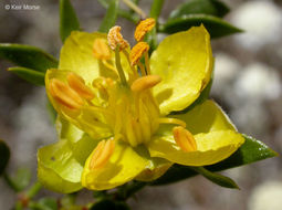 Image of creosote bush