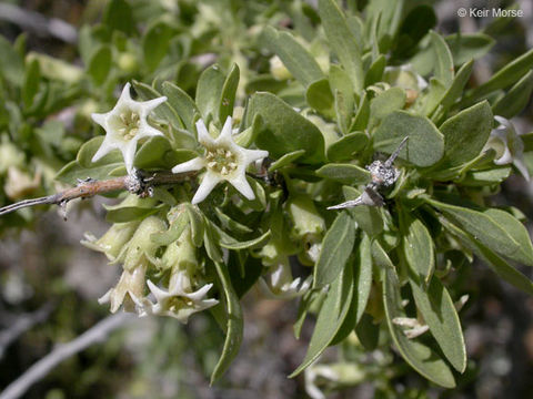 Image of peach thorn