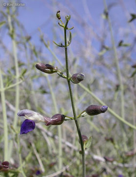 Imagem de Scutellaria mexicana (Torr.) A. J. Paton