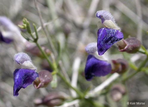 Imagem de Scutellaria mexicana (Torr.) A. J. Paton