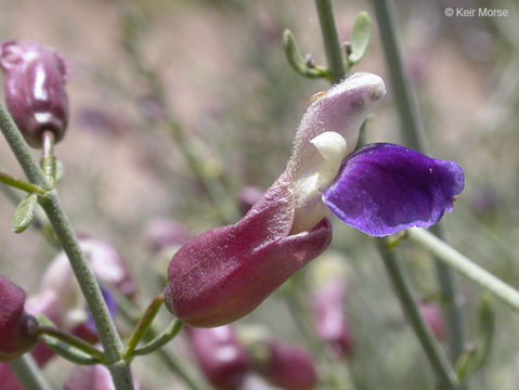 Imagem de Scutellaria mexicana (Torr.) A. J. Paton