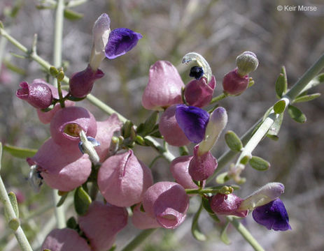 Imagem de Scutellaria mexicana (Torr.) A. J. Paton