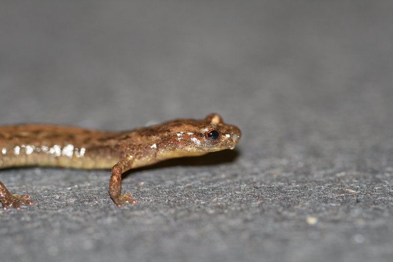 Image of Longnose Bromeliad Salamander