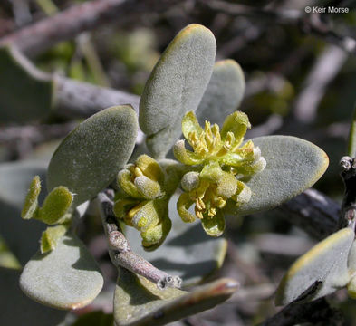 Image of jojoba