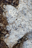 Image of <i>Aspicilia calcarea</i>