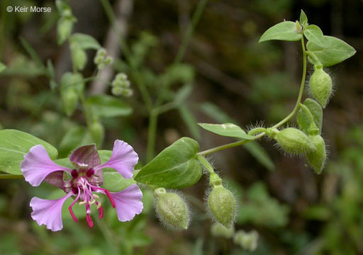 Image of elegant clarkia