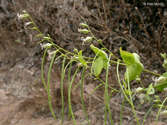 Image of shieldplant