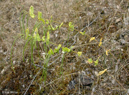 Image of shieldplant
