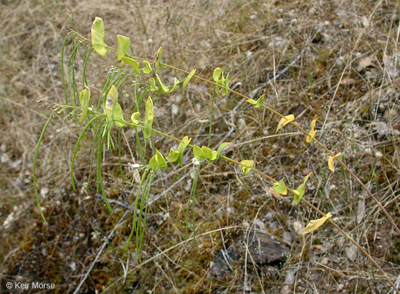 Imagem de Streptanthus tortuosus Kellogg