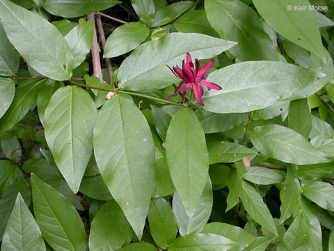 Image de Calycanthus occidentalis Hook. & Arn.