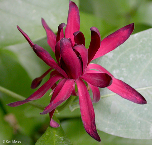 Image of western sweetshrub