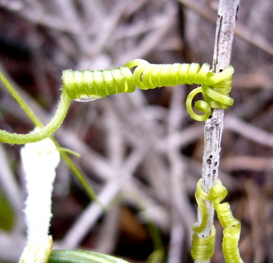 Image of Marah fabacea (Naud.) Greene